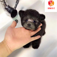 泰迪犬小型犬 玩具型泰迪犬幼犬 泰迪活体宠物狗 贵宾犬 公母都有 视频挑选全国发货