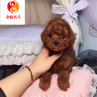 纯种泰迪活体 宠物幼犬 茶杯犬 贵宾犬宠物狗狗 泰迪活犬幼犬 卷毛红色 视频选购 全国发货