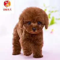 小型贵宾犬泰迪犬 活体宠物狗 卷毛泰迪幼犬宠物狗狗 茶杯犬长不大的泰迪犬 视频挑选 售后保障