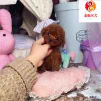 贵宾犬活体纯种泰迪犬幼犬小型泰迪幼崽宠物狗狗视频挑选 公母都有 售后保障 全国发货