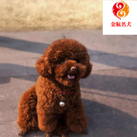 泰迪犬幼犬活体 贵宾犬 泰迪狗狗 双血统泰迪犬幼犬视频挑选 灰色白色红色香槟色泰迪犬全国发货