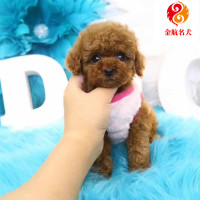 纯种泰迪犬幼犬 贵宾犬幼崽狗狗 双血统香槟色白色黑色泰迪犬公母都有 视频挑选 全国发货