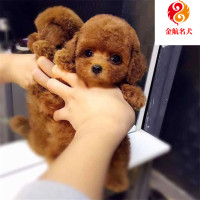 泰迪犬幼犬活体 宠物犬贵宾犬幼犬 双血统纯种泰迪犬狗狗 贵宾犬幼犬 视频挑选 售后保障