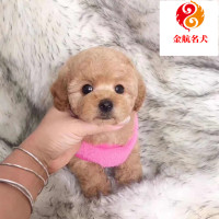 纯种泰迪犬幼犬活体 贵宾犬幼崽 血统级贵宾犬泰迪犬 大卷毛贵宾犬 香槟色白色红色黑色小型泰迪犬视频挑选 全国发货
