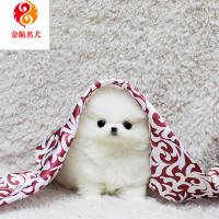 博美幼犬活体小型博美纯种博美活体茶杯犬幼犬白色黄色博美视频挑选售后保障