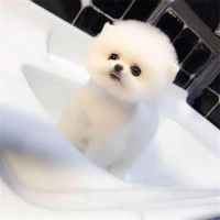 博美犬活体幼犬纯种玩具犬茶杯犬宠物狗狗小型犬公母都有博美幼犬视频挑选售后保障