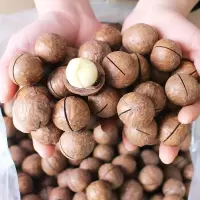 临安大中颗粒夏威夷果价坚果炒货供应商 夏威夷果中果22mm-26mm 斤