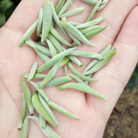 预售2020信阳毛尖新茶清明前高山特级嫩芽绿茶100g礼盒装自产自销