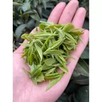 雨前信阳毛尖新茶口粮茶一芽一叶高山绿茶浓香耐泡茶农袋装500g佳