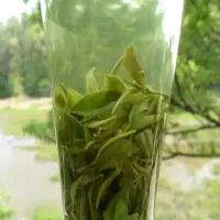 信阳毛尖2020新茶 绿茶信阳毛尖500g 实惠口粮茶 口感清甜
