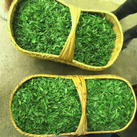 2020新绿茶信阳毛尖雨前新茶叶浓香耐泡散装农家春茶500g自产