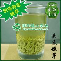 信阳毛尖2020新茶 明前特级 初采嫩芽 250g 绿茶