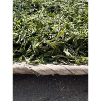 2020年春茶华茶一号原料白牡丹 福鼎白茶磻溪陈孝金 300g
