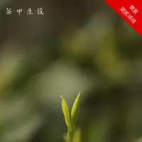 茶中生设开园头采50g散装安吉白茶2020年新茶上市绿茶春茶茶叶
