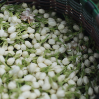 白首莫离茉莉白茶七夕福州茉莉花茶夏日福鼎白茶特级昔物所