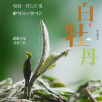 政和白茶澄源乡高山区白牡丹福建大白茶春茶叶散装礼盒装250g