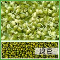 生豆芽罐盆家用发豆芽机种植桶芽苗菜育苗盘麦饭石绿豆黄豆全自动|[豆芽罐专用]绿豆两斤