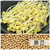 生豆芽罐盆家用发豆芽机种植桶芽苗菜育苗盘麦饭石绿豆黄豆全自动|[豆芽罐专用]黄豆两斤