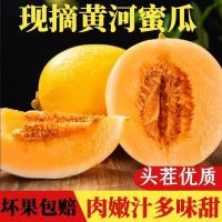 [原产地]新鲜黄河蜜瓜时令生鲜水果黄白心甜瓜应季香瓜脆甜多汁