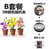 [带芽发货]四季种植香水百合种球盆栽百合花种子郁金香花苗花卉 B套餐[3种颜色+盆+营养土]