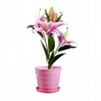 【带芽发货】四季种植香水百合种球盆栽百合花种子郁金香花苗花卉 E套餐【单套-带盆-带土-随机发】