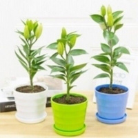 【带芽发货】四季种植香水百合种球盆栽百合花种子郁金香花苗花卉 F套餐【3套-带盆-带土-随机发】