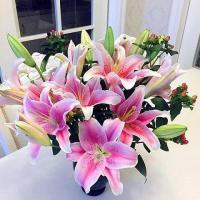 [带芽发货]四季种植香水百合种球盆栽百合花种子郁金香花苗花卉 I套餐[10颗带芽种球-随机发]