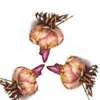 [带芽发货]四季种植香水百合种球盆栽百合花种子郁金香花苗花卉 K套餐[3个带芽种球]随机发