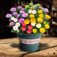 乒乓菊菊花种子盆栽鲜花植物阳台室内外球菊花四季花卉雏菊种籽 50粒+肥 黄色乒乓菊种子