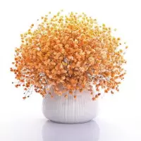 四季种植满天星种子庭院易种四季开花种籽盆栽花卉室内外植物种子 橙色满天星 1000粒