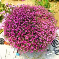 四季种植满天星种子庭院易种四季开花种籽盆栽花卉室内外植物种子 玫红满天星 1000粒+复合肥+生根粉