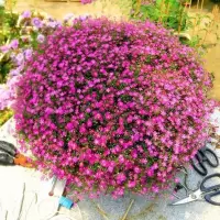 四季种植满天星种子庭院易种四季开花种籽盆栽花卉室内外植物种子 玫红满天星 2000粒+2包复合肥+2包生根粉