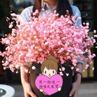 四季种植满天星种子庭院易种四季开花种籽盆栽花卉室内外植物种子 粉色满天星 1000粒