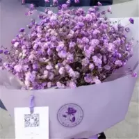 四季种植满天星种子庭院易种四季开花种籽盆栽花卉室内外植物种子 紫色满天星 1000粒