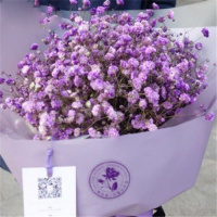 四季种植满天星种子庭院易种四季开花种籽盆栽花卉室内外植物种子 紫色满天星 2000粒+2包复合肥+2包生根粉