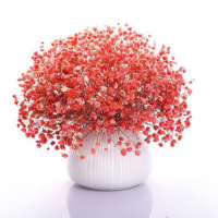 四季种植满天星种子庭院易种四季开花种籽盆栽花卉室内外植物种子 红色满天星 1000粒+复合肥+生根粉