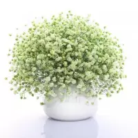 四季种植满天星种子庭院易种四季开花种籽盆栽花卉室内外植物种子 绿色满天星 1000粒+复合肥+生根粉