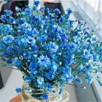 四季种植满天星种子庭院易种四季开花种籽盆栽花卉室内外植物种子 蓝利满天星 2000粒+2包复合肥+2包生根粉