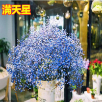四季种植满天星种子庭院易种四季开花种籽盆栽花卉室内外植物种子 蓝色满天星 1000粒