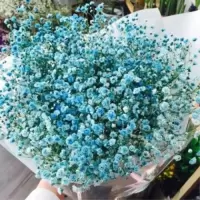 四季种植满天星种子庭院易种四季开花种籽盆栽花卉室内外植物种子 薄荷满天星 1000粒