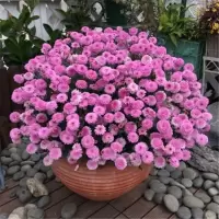 小雏菊种子四季种易活开花不断室内外花卉植物花种籽子盆栽耐寒花 枚粉雏菊200粒+盆+工具+土+肥