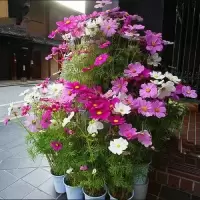 小雏菊种子四季种易活开花不断室内外花卉植物花种籽子盆栽耐寒花 波斯菊200粒+盆+工具+土+肥