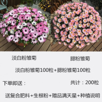 小雏菊种子四季种易活开花不断室内外花卉植物花种籽子盆栽耐寒花 淡白粉雏菊+腮粉雏菊各100粒