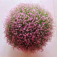 小雏菊种子四季种易活开花不断室内外花卉植物花种籽子盆栽耐寒花 满天星200粒+盆+工具+土+肥