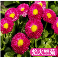 小雏菊种子四季种易活开花不断室内外花卉植物花种籽子盆栽耐寒花 焰火雏菊50粒+肥料