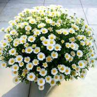 小雏菊种子四季种易活开花不断室内外花卉植物花种籽子盆栽耐寒花 白雪雏菊100粒+肥料+赠品满天星