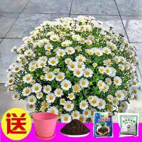 小雏菊种子四季种易活开花不断室内外花卉植物花种籽子盆栽耐寒花 白雪雏菊200粒+盆+工具+土+肥