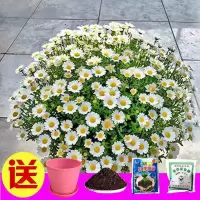 小雏菊种子四季种易活开花不断室内外花卉植物花种籽子盆栽耐寒花 白雪雏菊200粒+盆+工具+土+肥