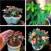 彩叶含羞花种子奇趣植物四季易活害羞种子盆栽植物阳台室内花 50粒+肥含羞草种子