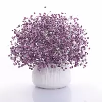满天星花种子四季易种易活花卉室内外阳台盆栽花种子 紫色满天星【关注店铺送花种子】 1000粒【送肥】
